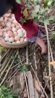 Chicken egg farming