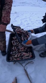 Дежавю на рыбалке #рыбалка #тайга