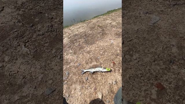 “Кыргызстан, г. Бишкек. Едем на озеро ДСК за судаком. О?