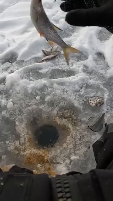Рыбалка на мормышку Зимняя рыбалка #fishing ##russia #life #плот?