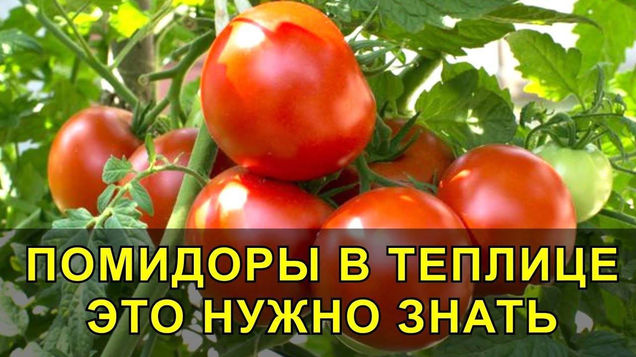 ПОМИДОРЫ в ТЕПЛИЦЕ. Это НУЖНО ЗНАТЬ для Отличного Урожая