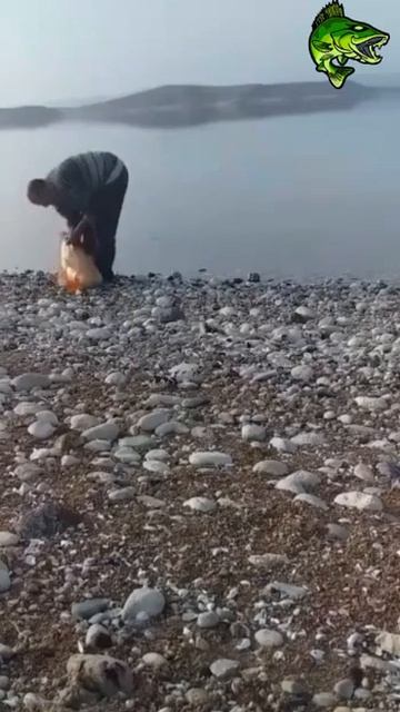 Огромный трофейный #сазан #рыбалка #fishing