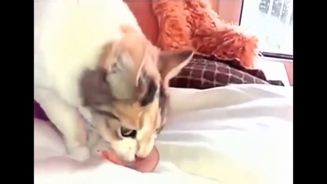 Смешные коты Приколы с котами и кошками Коты приколы Приколы с животными ТОП подборка с котами виде