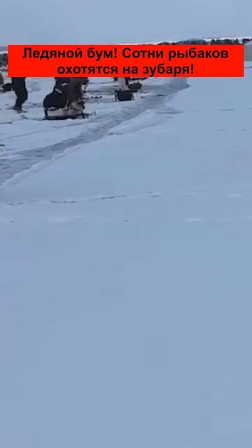 Ледяной бум! Сотни рыбаков охотятся на зубаря!