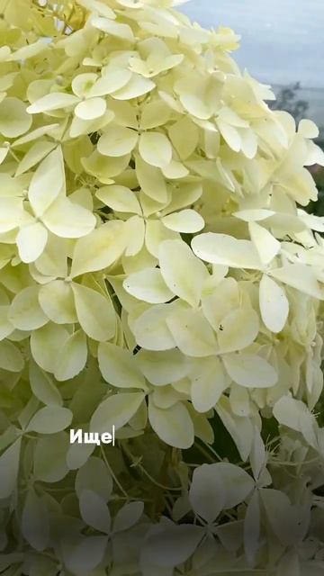 ДАРИМ ГАЙД ПО УХОДУ ЗА ТУЯМИ НА ГОД👉 ссылка в описани?