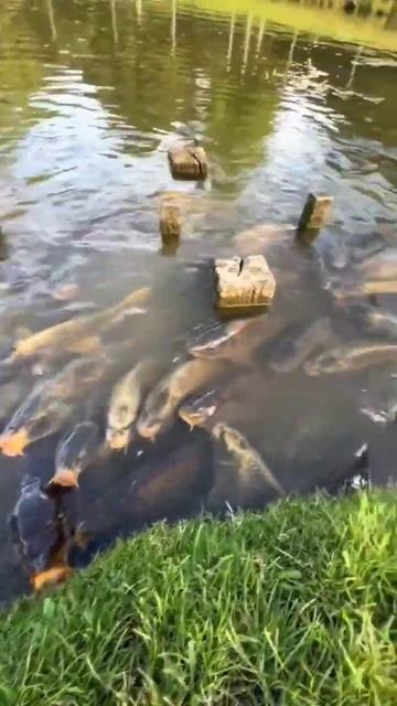 Мудрость после рыбалки. #fishanddot #рыбалка #ахтуба #fishing