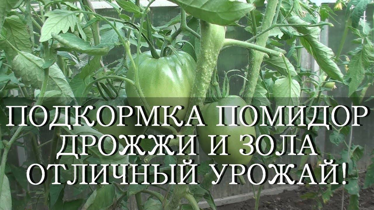 ПОДКОРМКА ПОМИДОР ДРОЖЖИ И ЗОЛА ОТЛИЧНЫЙ УРОЖАЙ!