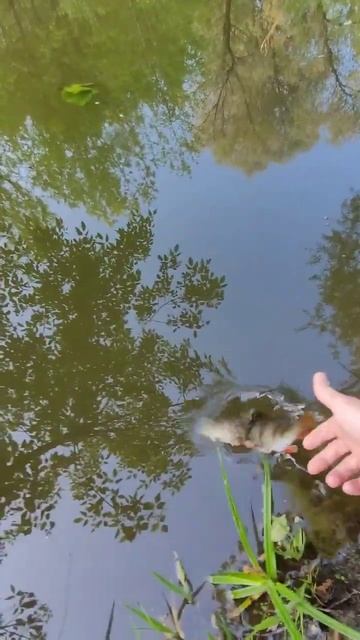 Окунь! #video #river #perch #fish #fishing #рыбалка #река #окунь #рыбак #
