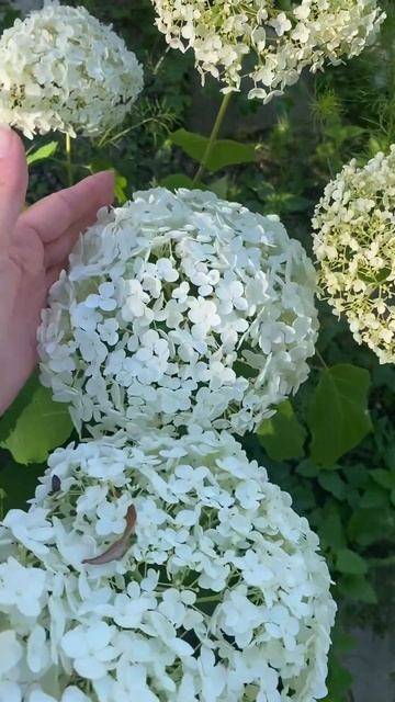 Гортензия #russia #цветы #flower #дача #garden #сад #гортенизия