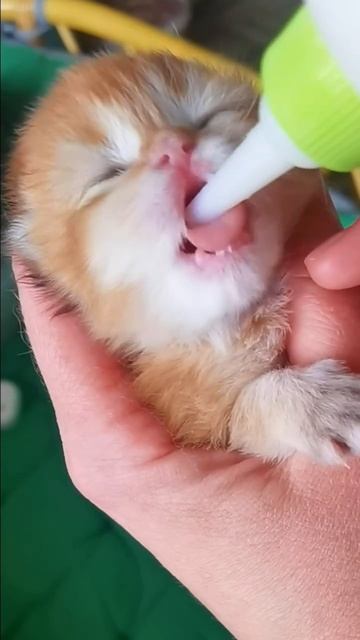 Обожаю свою работу 🥰

Накормила, понянчила, приласкала, поиграла, поцеловала, причесала 😇
