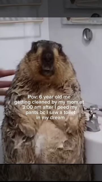 i found this on tiktok lol