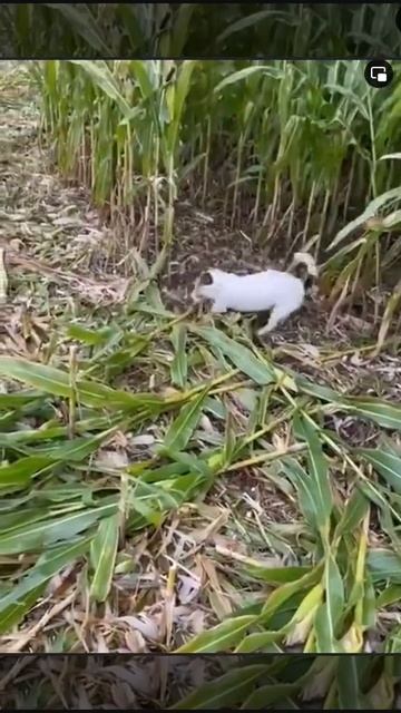 🐶 Комбайн-терьер

Собаки умеют многое, но этого пёсика научили собирать кукурузу.