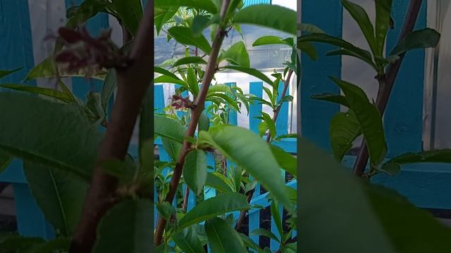 Завязались первые персики