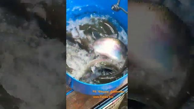 Зарыбление Форелью РК"Фишка"Данилова"