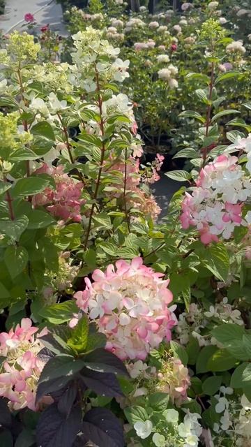 #diamant #rouge #hydrangea #гортензия #garden #гортензія #flowers #park#jardin#sh