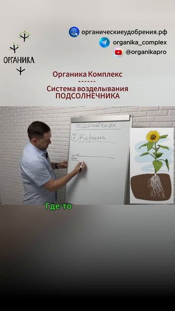 Подсолнечник схема развития