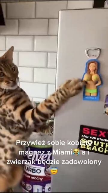 А кот шарит 😃