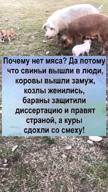 #юмор