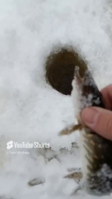 Зимняя рыбалка на ЖЕРЛИЦЫ!ПОЙМАЛ И ОТПУСТИЛ  ! #fishing #ры?