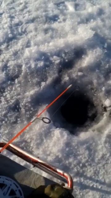Рыбалка 🎣 поклёвка омуля #шорст #друзья #nature #отдых #бу