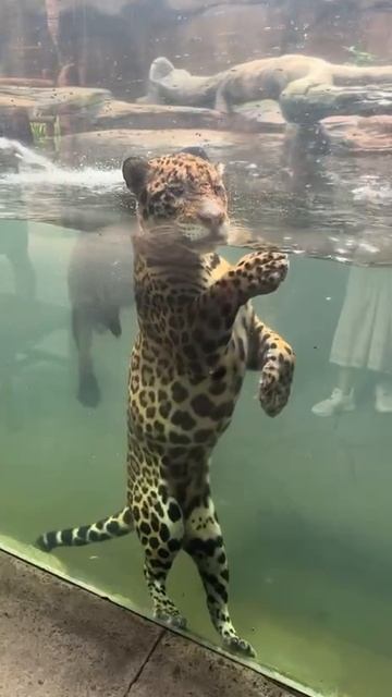 Именно так выглядят морские котики, если вы ещё не знали