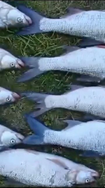 Батя Косит Жереха/ Река ДОН. Рыбалка на Спиннинг. #NEKFiSh