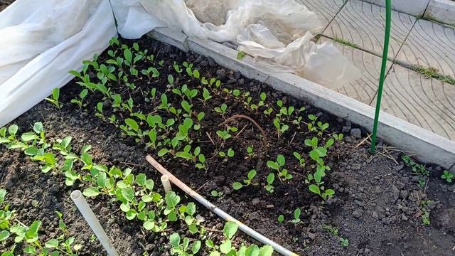 Ужасный вид рассады . Шансы на продажу