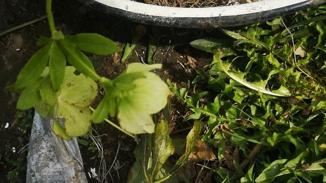Корневая система морозника