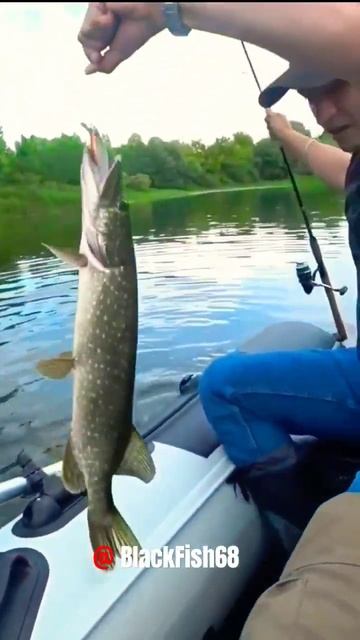 Щука на спиннинг с лодки | pike fishing