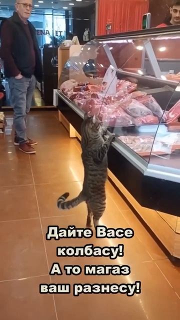 Как надо просить еду 😋😻🥰