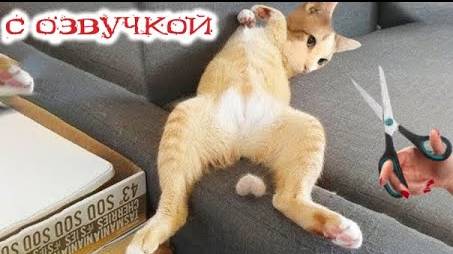 Приколы с котами! С ОЗВУЧКОЙ! Смешные коты с кошками! Смешные видео с животными!