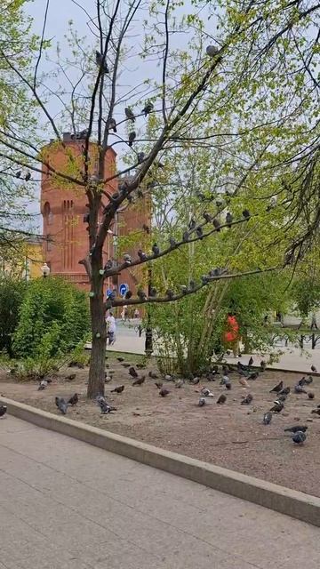 Суровые птицы Тюмени#тюмень