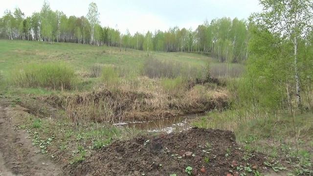 Я на прогулке. Лебедь на пруду