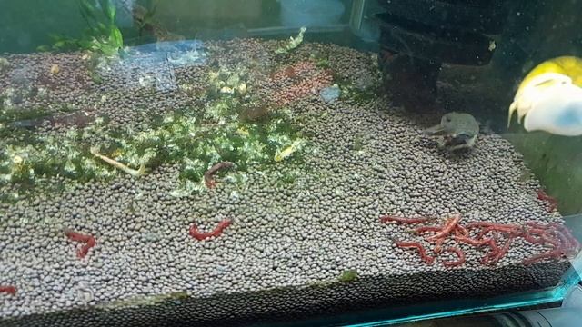 Съедят ли карликовые лягушки крупный мотыль?