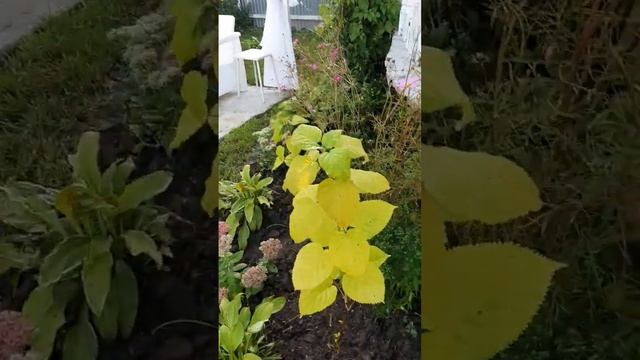 Хлороз у древовидных  гортензий-тяжелый случай. Увели?