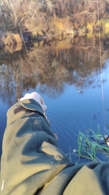 Жор хищной рыбы во Пскове начался#щука #fishing #рыбалка #о