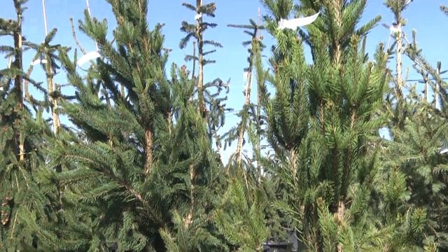 Очередной выпуск наших любимых Дачных советов