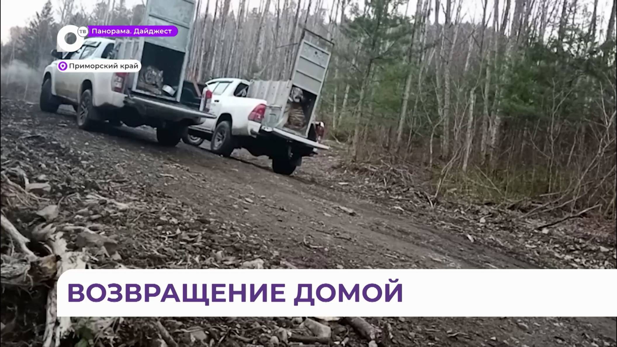 Центр реабилитации диких животных «Тигр» выпустил на волю двух полосатых хищников