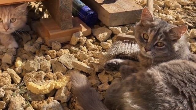 ВЫБРОСИЛИ КОТЯТ на стройку дома из бруса под ключ. СК П