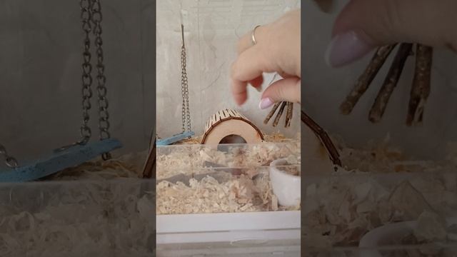 Джунгарики