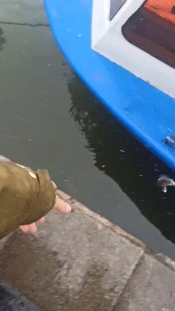 #fish #fishing #кайф #окунь #рыбалка #carpfishing #ростов #рыбалочка