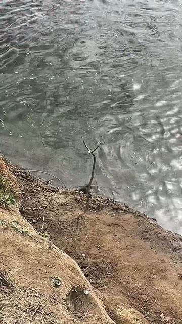 Вот такого смотрителя Кубани встретил #fishing #рыбалка #BO