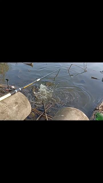 Нерест карася в мае. Вода бурлит