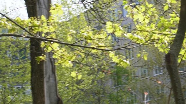 весна идёт весне дорогу 13.05.25 г