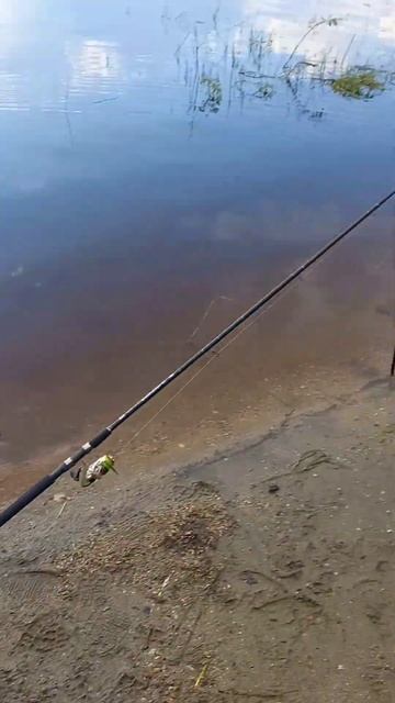 Брат поймал плотву #рекомендации #рек #рыбалка #fishing #пл