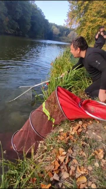 Вдала рибалка на товстолоба.Good fishing for silver carp. #shortsvideo#shor