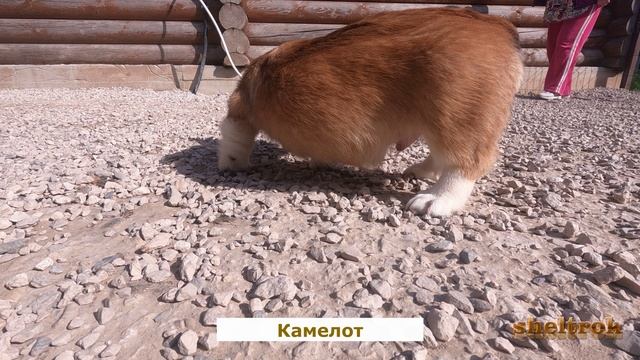 Щенок вельш-корги в 4 месяца по кличке Камелот.