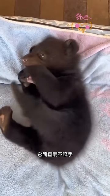Cute bear #shortsvideo