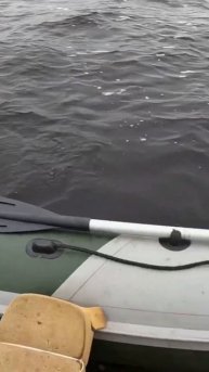 ГИГАНТЫ КЛЮЮТ ТОЛЬКЛ ДАЙ