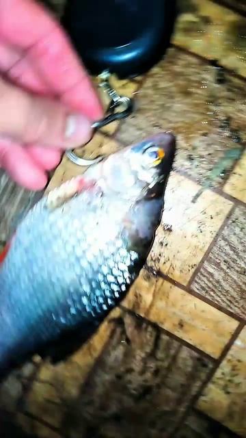 16 #августа 2024 г.#река #рыбалка #fishing #shortvideo #shortsfeed #итогир